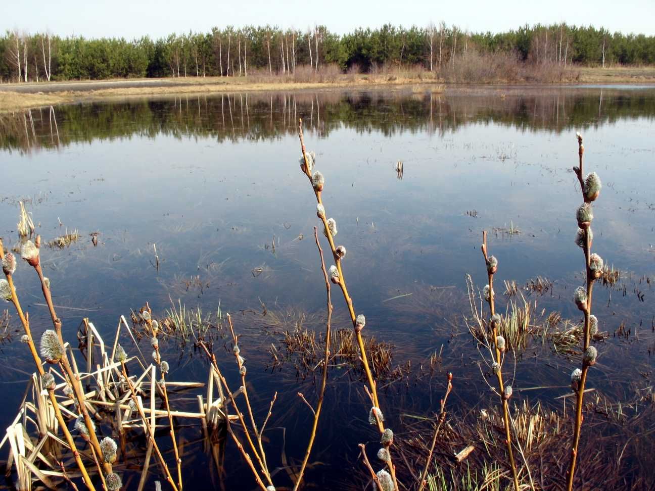 Весняне мілководдя озера Карасинець із вербовими гілками на передньому плані