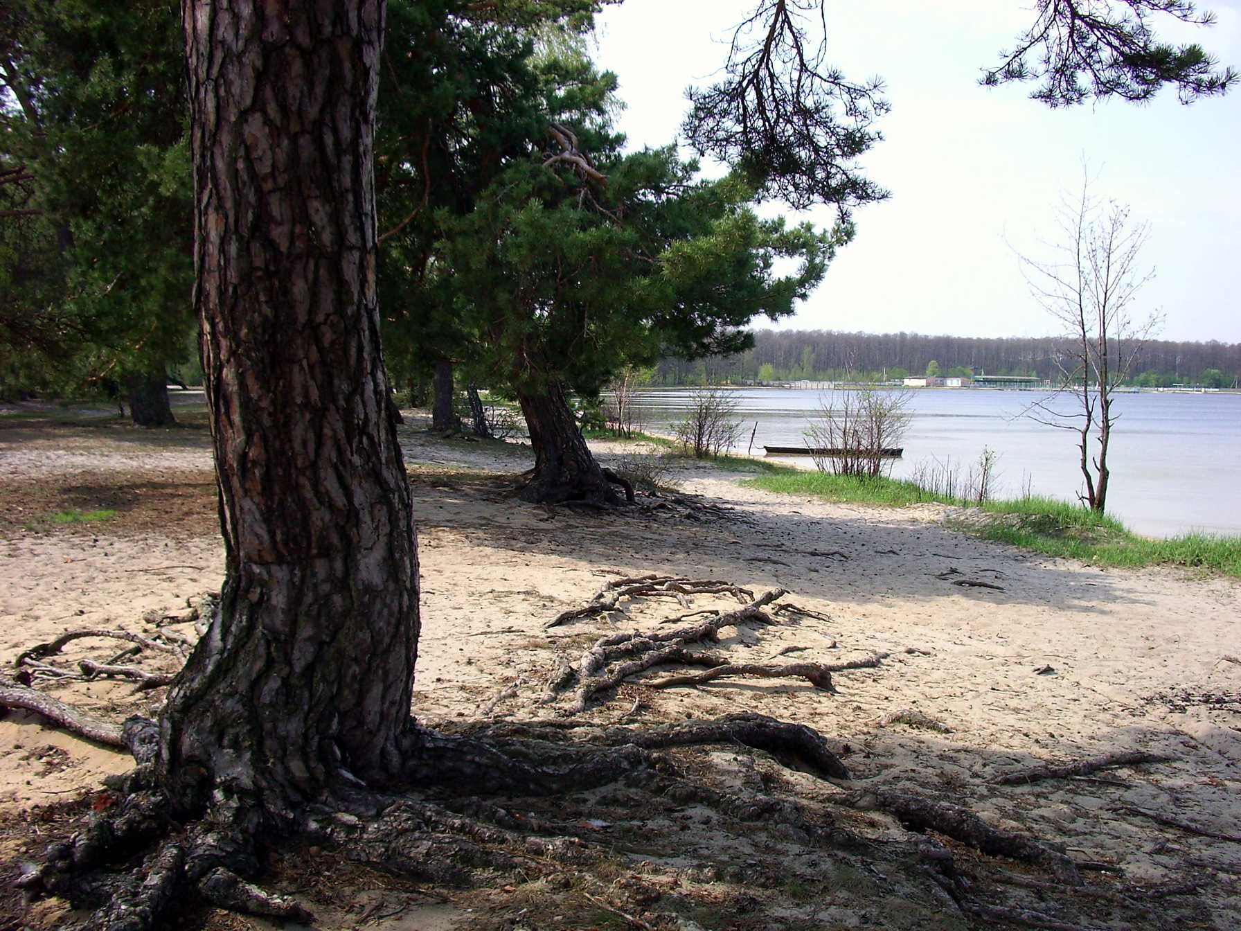 Піщаний берег озера Пісочне серед високих сосен